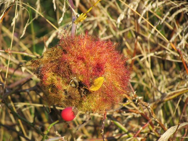 Farbenspiel in der Hecke, dass Nest einer Rosengallwespe