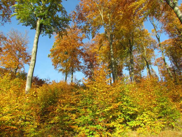 Der blaue Himmel und der Buchenwald