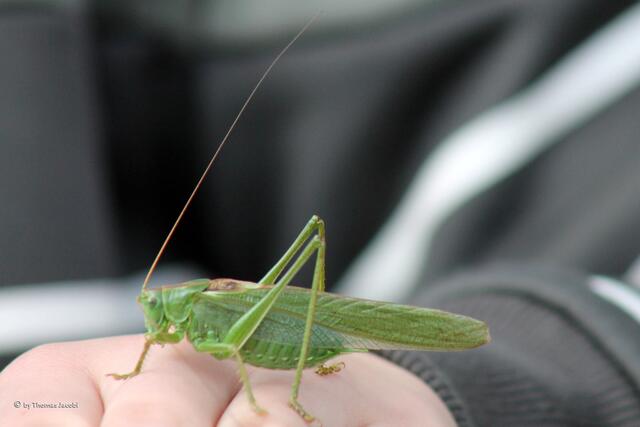 Es war ein ganz friedliches Tierchen.