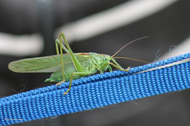 Hier krabbelte das Heupferd auf Manuelas Schlüsselanhänger.