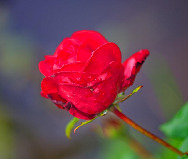 Rose im Regen