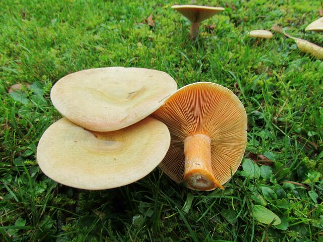 Diesen Fichtenreizker, der bei uns im Garten wächst, konnten wir dort im Gelände, des öfteren sehen.