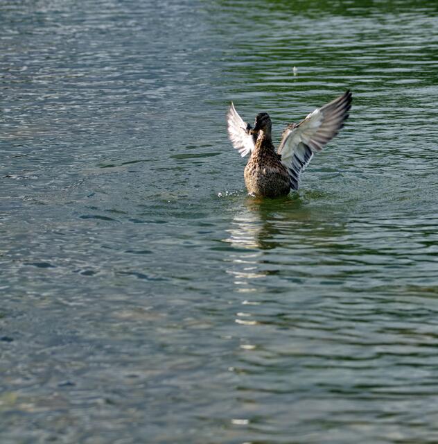 Auf dem Kurparksee in Bad Krozingen