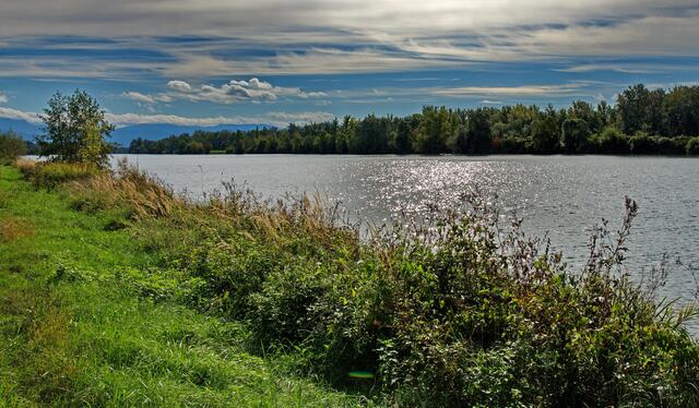 Der Rhein bei Breisach