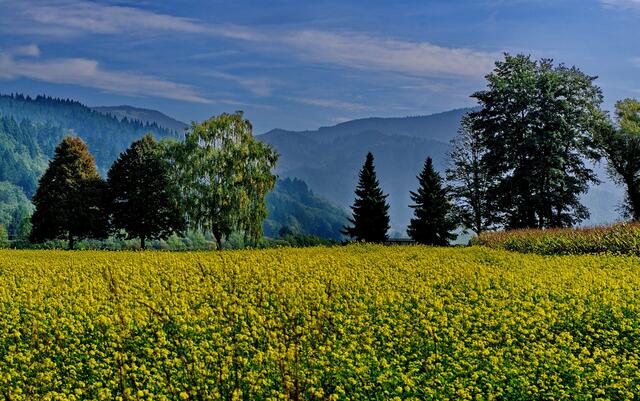 Noch Sommerfarben