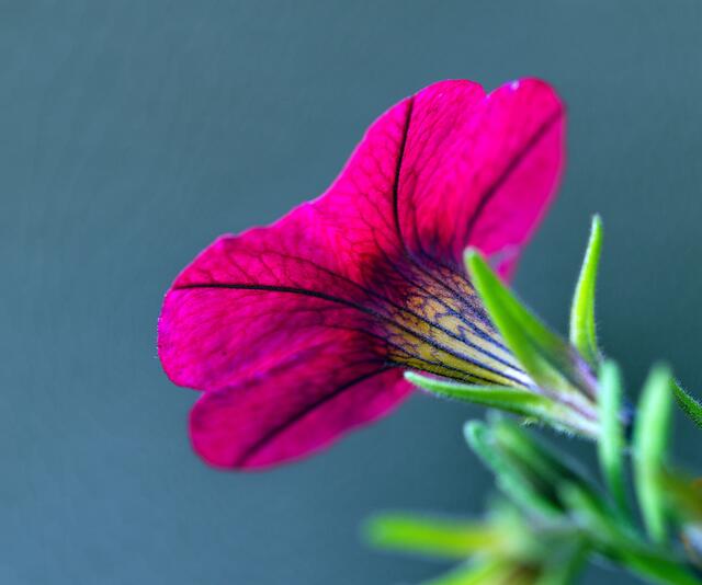 Im Gegenlicht