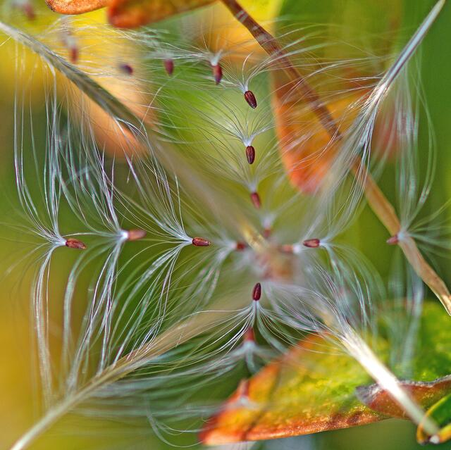 Filigranes im Herbst