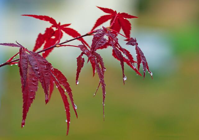 Ein Regentag
