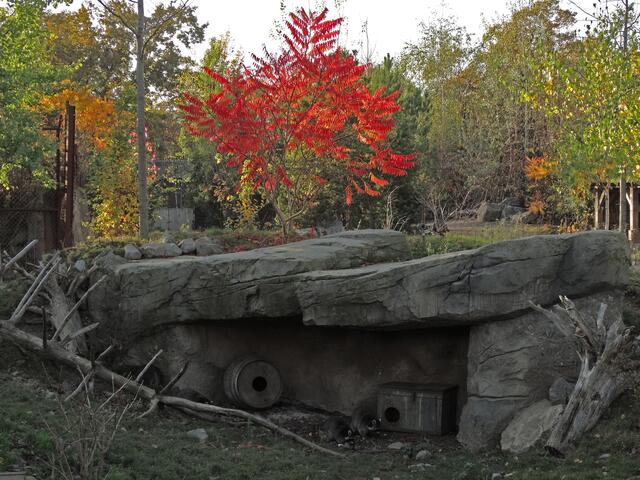 Indian Summer im Erlebniszoo Hannover