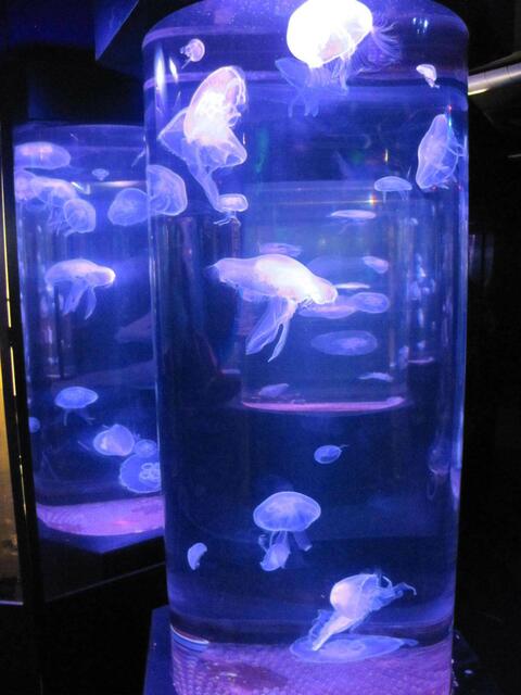 die Quallenbehältnisse wurden mit verschiedenen Farblichtern angestrahlt