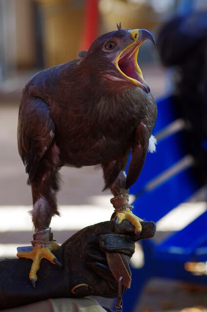 Gertraude besucht das Federvieh im Zoo