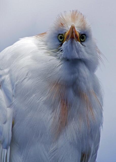Gertraude besucht das Federvieh im Zoo
