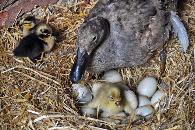 Uta beobachtet die Laufenten
