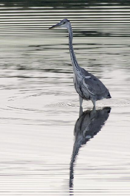 Gerhard schaut sich beim Reiher um