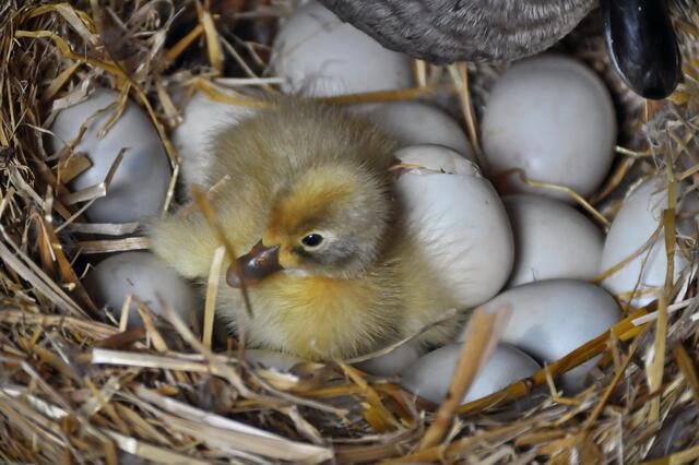 Uta beobachtet die Laufenten