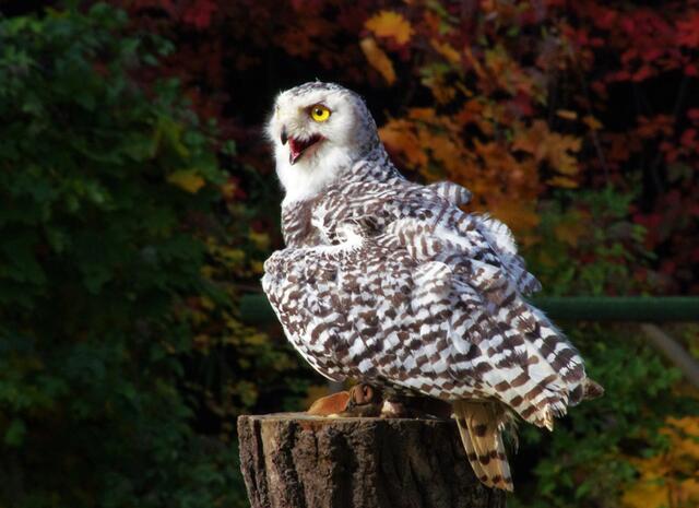 Gertraude besucht das Federvieh im Zoo
