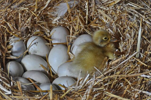 Uta beobachtet die Laufenten