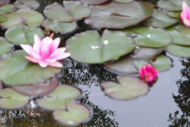 Die Schönen im Wasser badend!