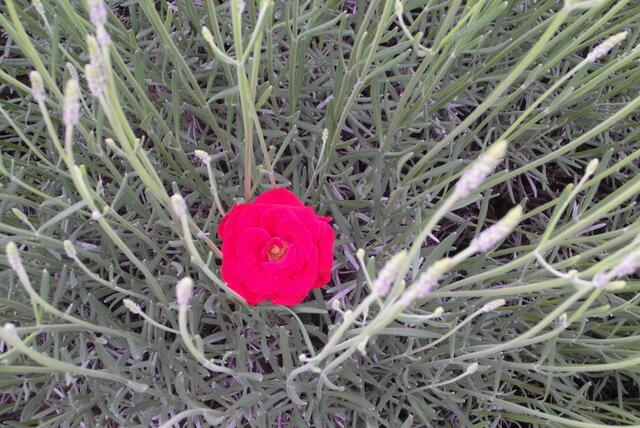 Die einsame Rose vom Lavendel geschützt !