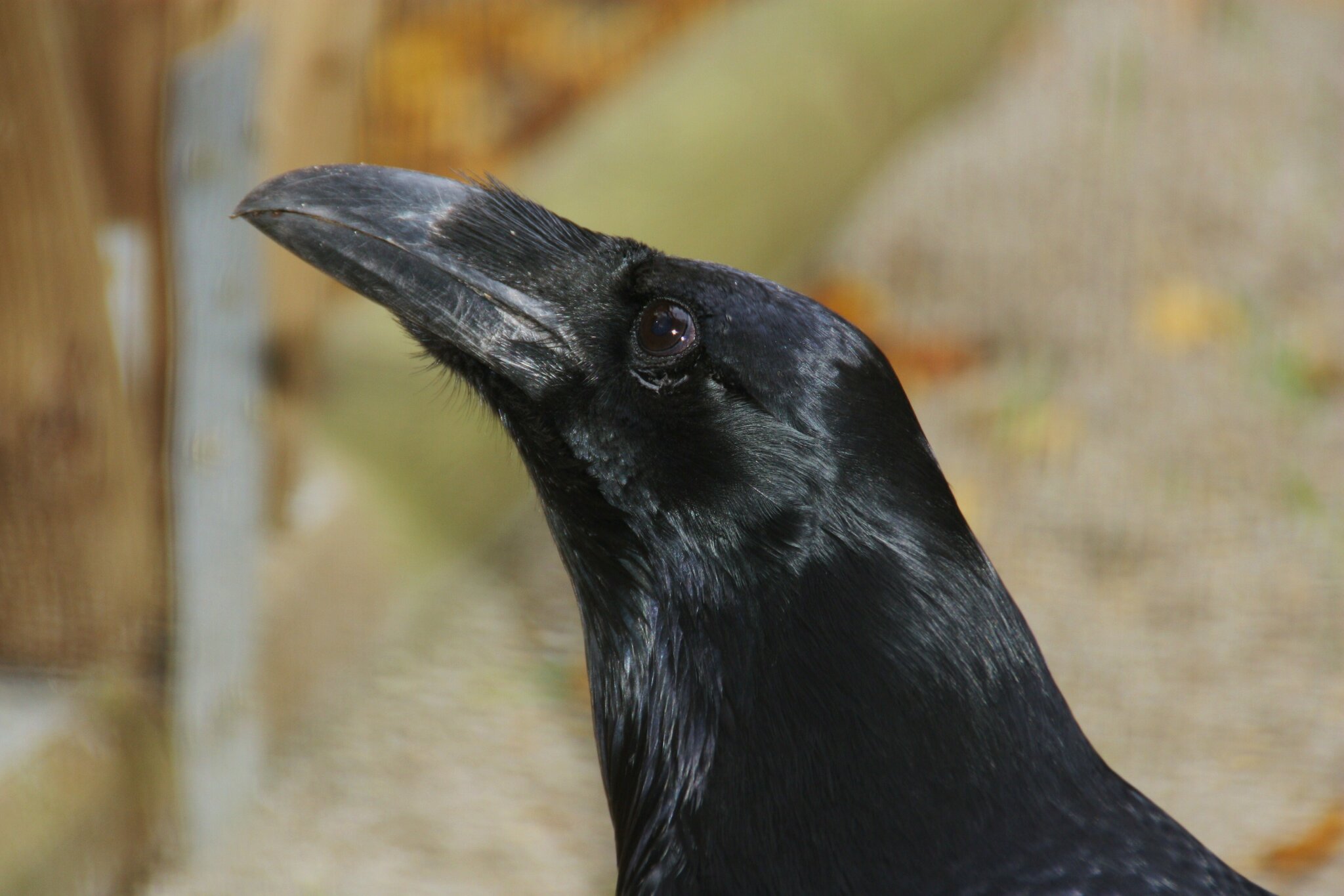 Kolkrabe (Corvus corax) Donauwörth