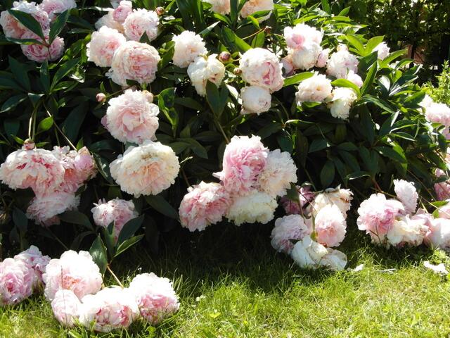 Voll Schwere die Köpfe