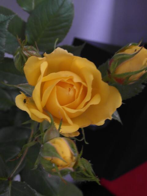 Auch in der Farbe der Eifersucht !