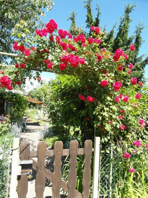 Aus Veilchen ein Häuschen, aus Rosen die Tür, ein glückliches Leben das wünsche ich Dir!