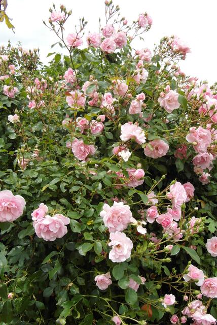 In großen Massen zeigen sie sich auch gerne!