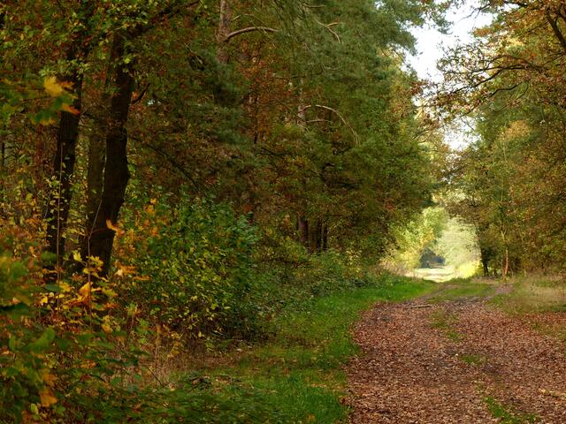 Ein etwas versteckt liegender Weg, der den Ortskundigen zum Würmsee führt.