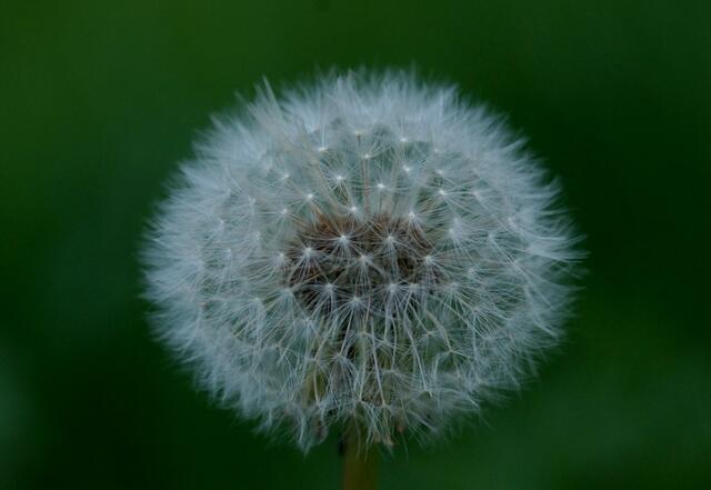 In der Dämmerung entdeckt - War es die letzte "Pusteblume"?