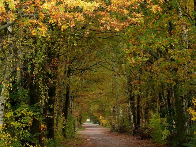 Langsam aber unaufhaltsam setzen sich die Farben des Herbstes durch.