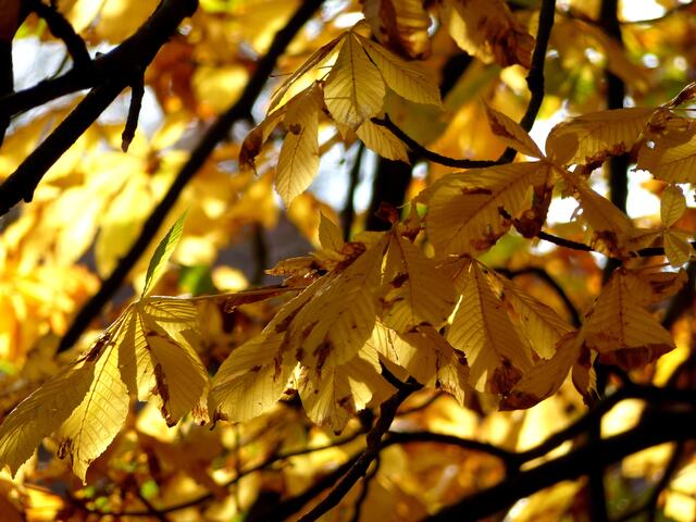 Herbstgoldene Kastanie!