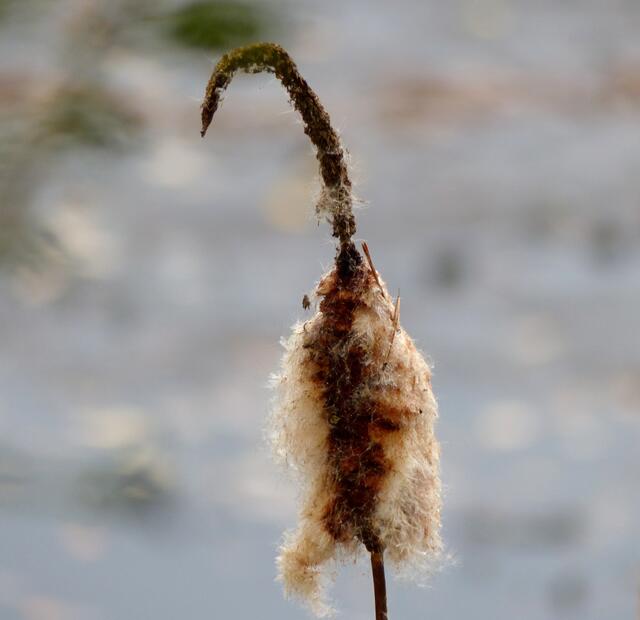 Rohrkolben im Herbst.