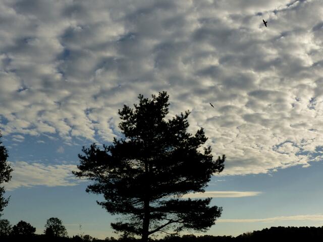 Zwei Greifvögel ziehen am Oktoberhimmel über dem Feld ihre Kreise.