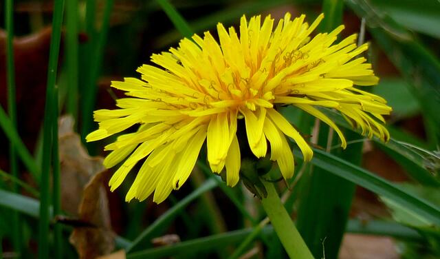 Dieser strahlende "Gewöhnliche Löwenzahn" (Taraxacum officinale) leuchtete auch noch in der Oktobersonne...