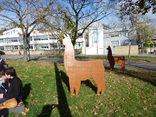 Ein Lama der Inkas