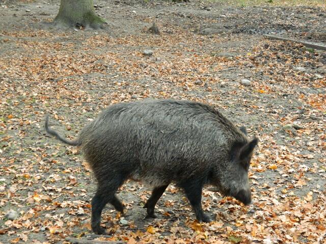 Das Schwarzwild ist immer aktiv