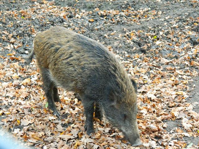 Wen treffen  wir denn hier