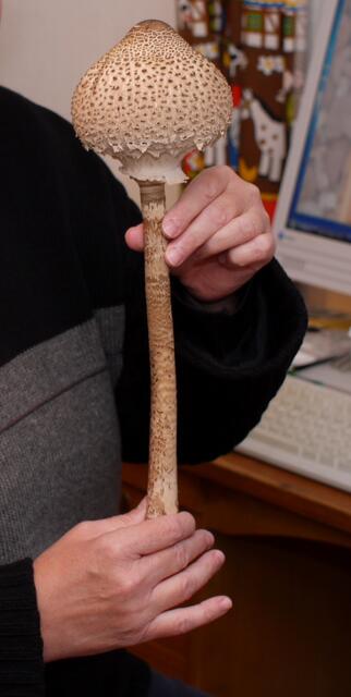 Der "Gemeine Riesenschirmling" (Macrolepiota procera) - Parasol. Der Stil wird (siehe Aufnahme)) bis zu 40 cm  lang. Der Hut des noch jungen Pilzes hat eine paukenschlägelartige Form. Später breitet er sich flach mit einem Durchmesser von manchmal bis zu mehr als 30 cm aus. Der Stil ist beim Parasol genattert. Typisch für den Riesenschirmling ist im geöffneten Zustand der verschiebbare Stilring. Der Hut ist braun geschuppt mit einem stumpfen Buckel in der Mitte.