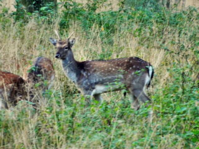 Ein männliches Jungtier