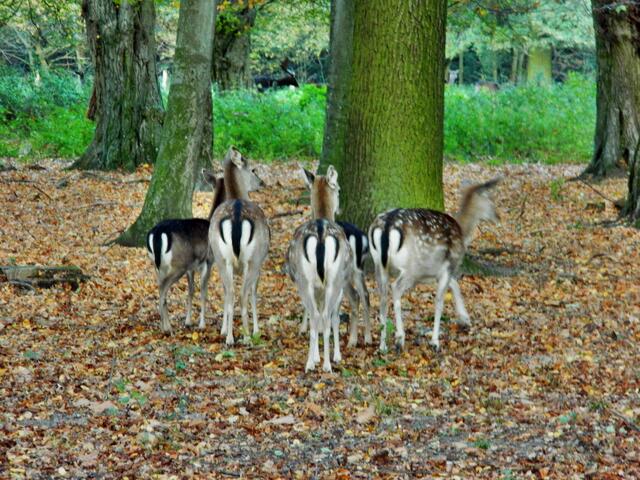 Die typischen Spiegel