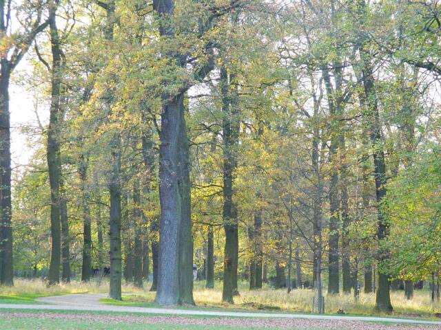 Der herbstliche Wald wartet