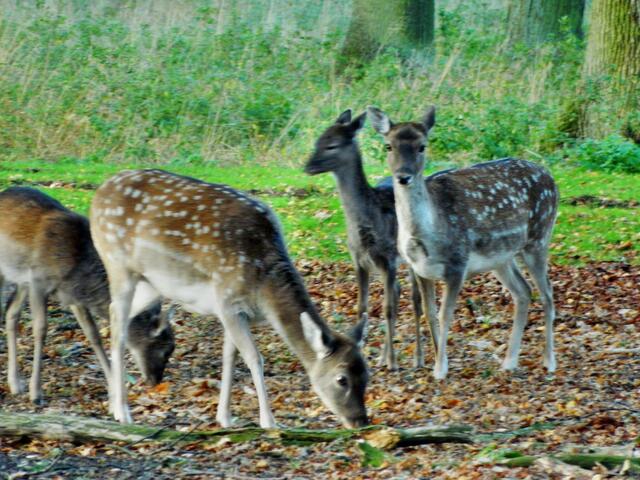 Hier gibt es viel zu äsen