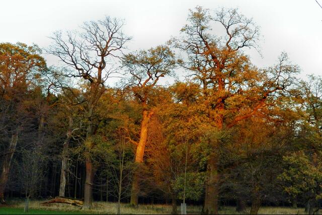 Das letzte Herbstlicht