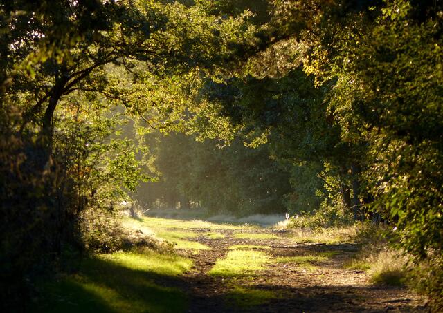 Dieser Weg führt zwischen Thönse und Großburgwedel zu einem meiner Lieblingsorte draußen in der offenen Landschaft außerhalb des Ortskernes von Burgwedel.