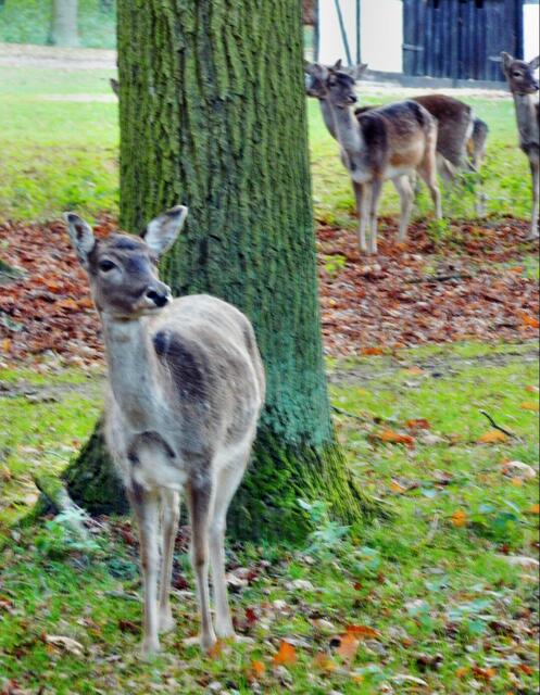 Beim Futterhaus im Hintergrund trifft man die meisten Tiere