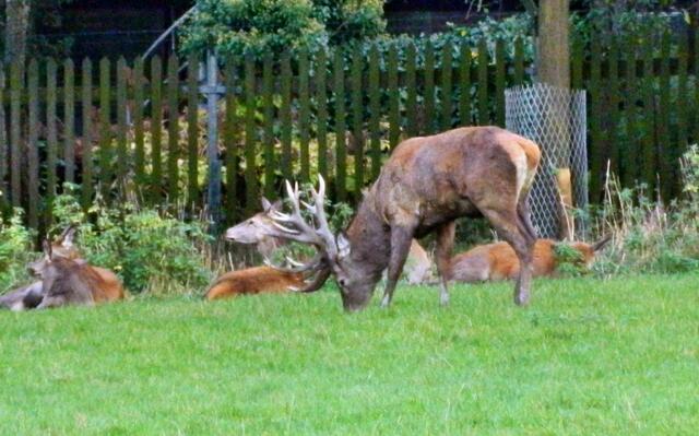 Etwas abseits äst das Rotwild