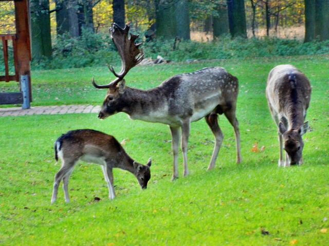 Das Geweih der männlichen Tiere (Hirsche) hat eine  Schaufelform, deshalb nennt man sie auch Schaufler