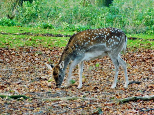 Die ursprüngliche Heimat des Dammwilds ist der vordere Orient und Nordafrika