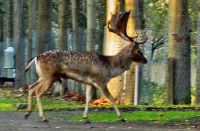 Der Damhirsch (Schaufler) geht voran